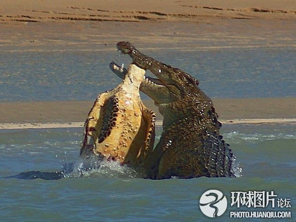 鳄鱼死亡翻滚