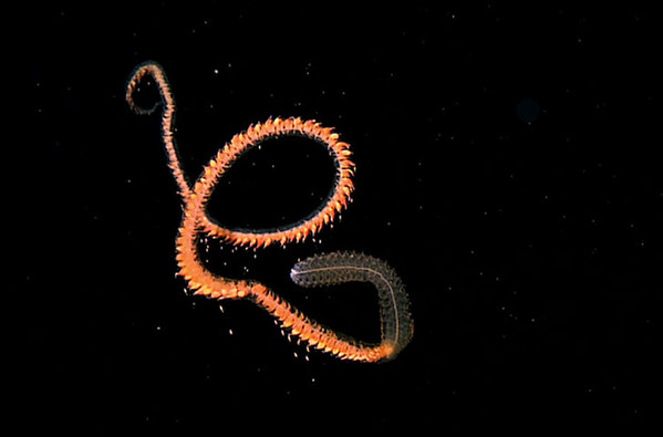 世上最长的动物 管水母目体长达50米