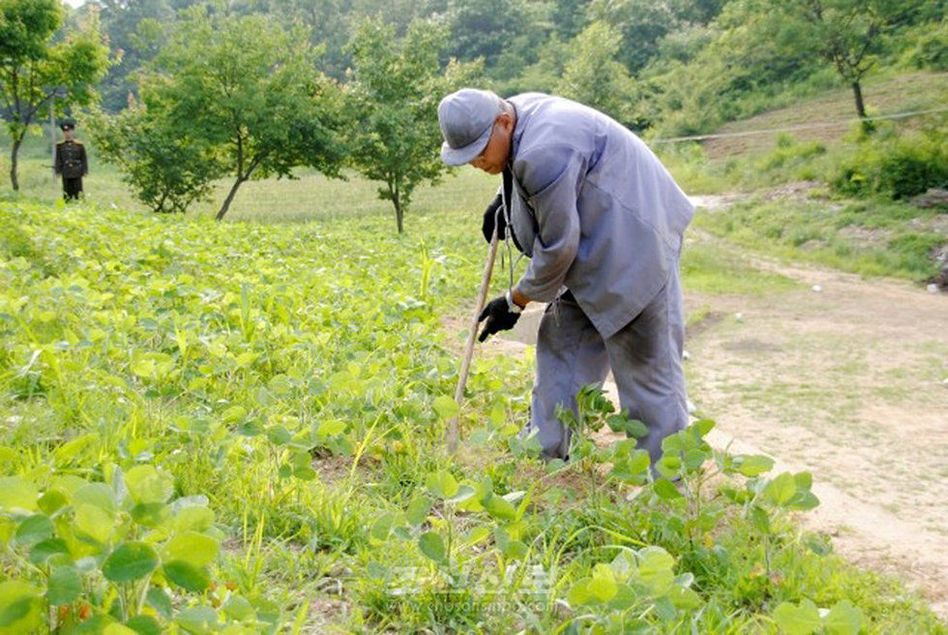 朝鲜劳改农场图片