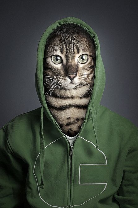 创意摄影猫面人