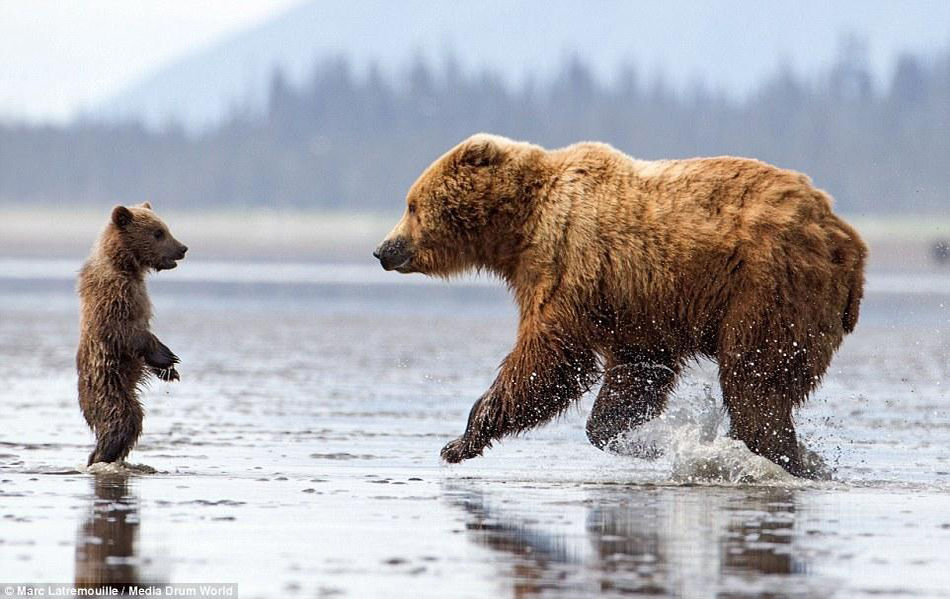猛兽也温情呆萌熊崽熊抱母亲