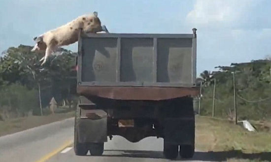 南美公路上演求生小猪跳车惊险一幕