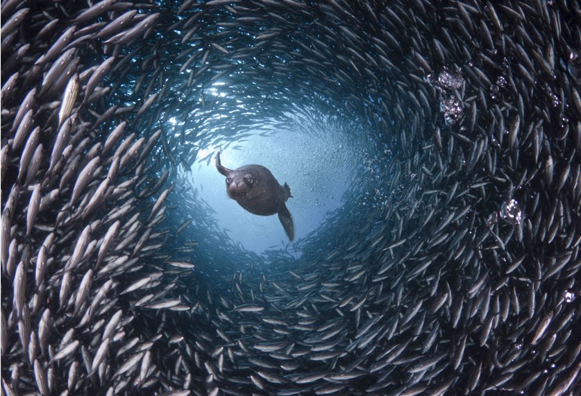 美国著名摄影师精彩海洋生物照片