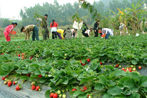 安庆摘草莓 美好田园图片