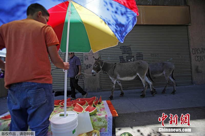 智利街头罕见驴奶畅销现挤现卖一小杯2美元