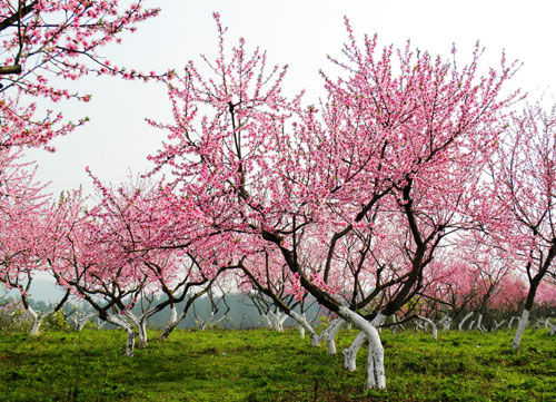 花开燕来去踏青精选3月最佳的出游地