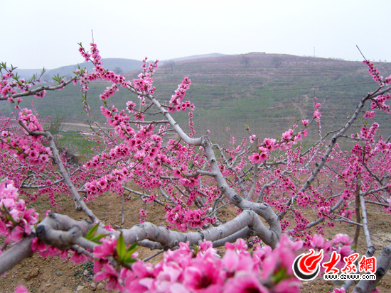 新沂踢球山桃花节图片