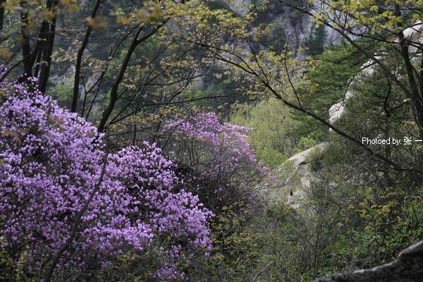 蒙山杜鹃花图片