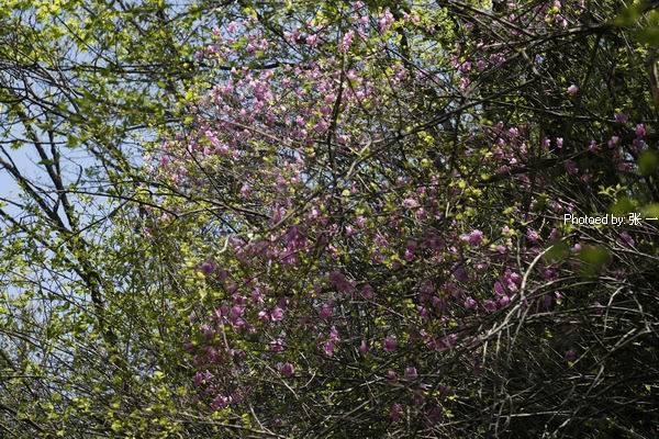 蒙山杜鹃花图片