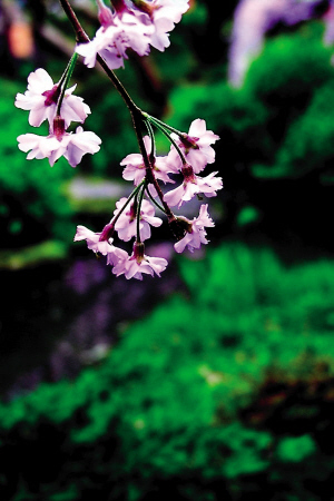 活色生香杭州湾繁花依旧笑春风