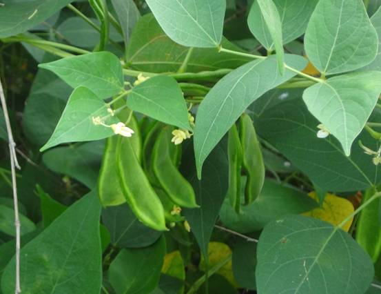 湖南桂东花豆菜中美味盛夏佳品