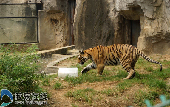 煙臺動物園為動物物理降溫大熊老虎抱冰消暑