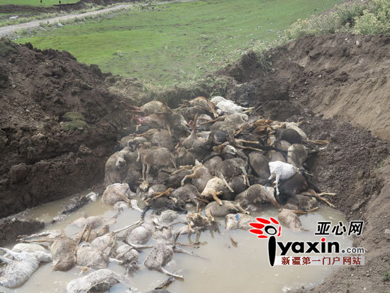 新疆昭苏县强降雨致2494只羊死于洪水(组图)