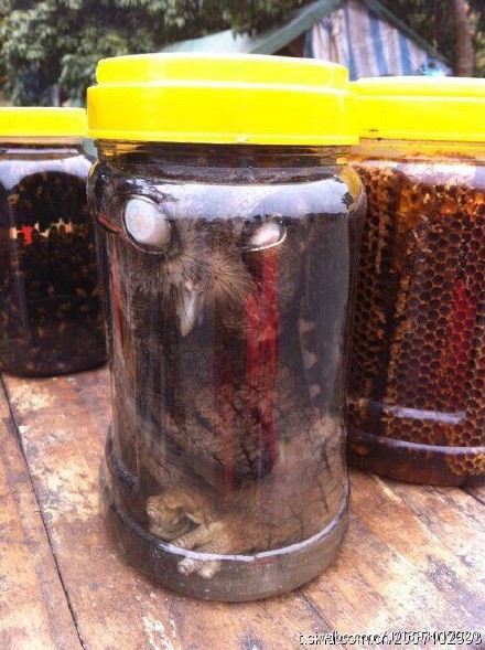 四川老人买猫头鹰来泡酒 网友:吓死宝宝了|泡酒|野生动物_凤凰健康