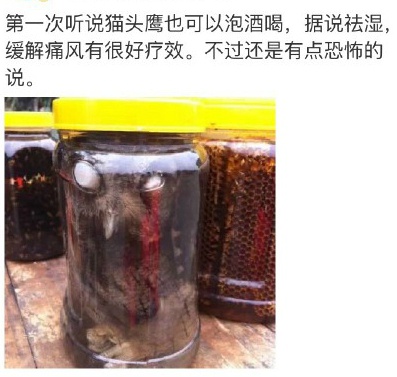 四川老人买猫头鹰来泡酒 网友:吓死宝宝了|泡酒|野生动物_凤凰健康