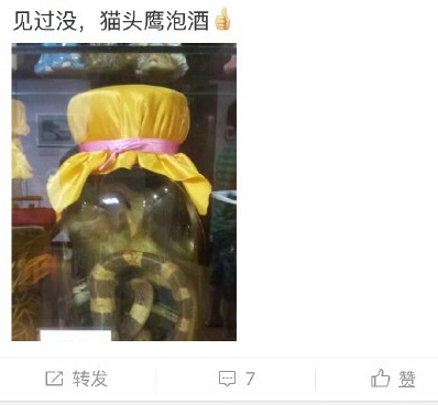 四川老人买猫头鹰来泡酒网友吓死宝宝了