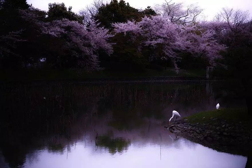 image credits masayuki yamashita樱花幻梦