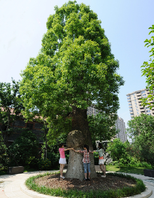 內部生態系統之一:百年香樟 千種植物造