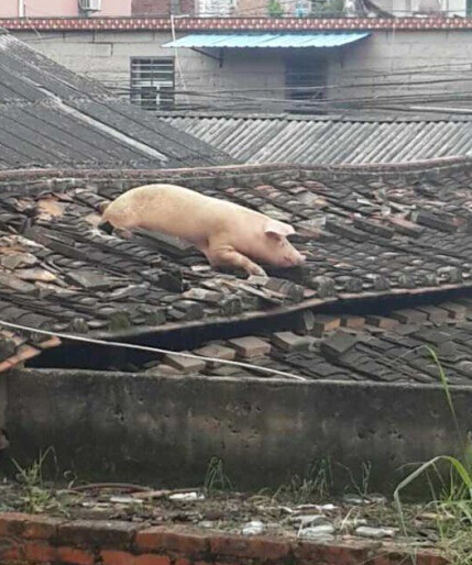 昨天福建泉州有一只武功高强的小猪，因为害怕被杀，一路夺命而逃，爬到了屋顶上不下来。