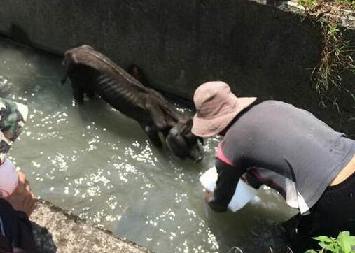 台湾一头黑猪夜宿沟渠 瘦得像流浪狗