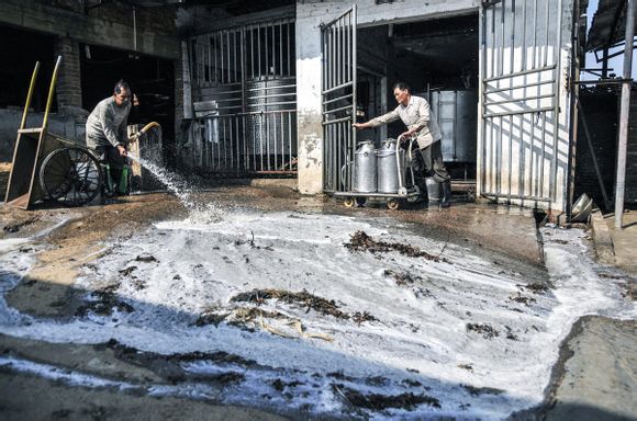 南京,成都,石家庄等地相继发生奶农把鲜奶倒入下水道的事件
