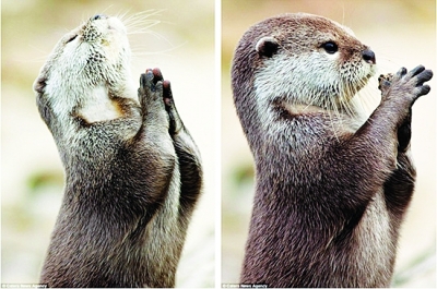 马洛克·克洛德金斯基近日在寒冬中等待2小时后拍下水獭"祈祷"的照片