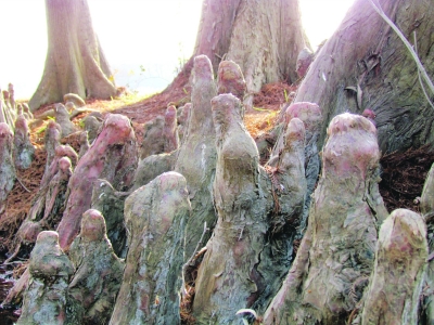 中山植物园杉树根长出老人头