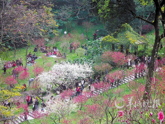 伴随着春天的脚步,广州白云山明珠楼一带眼下成了百花的海洋.