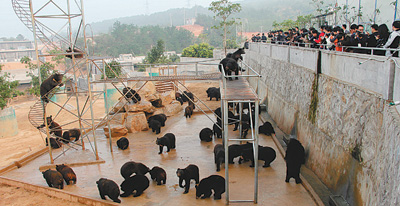 归真堂养熊基地开放引流胆汁不到1分钟图