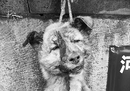 48kb - jpeg  简介:事件来由四川宜宾一初中生周某抓住中华田园犬