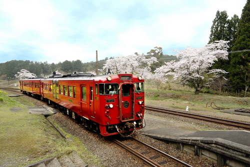 日本九州以观光列车赏樱吸引游客