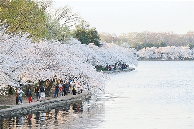 樱花绽放