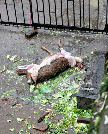 梅花鹿遇害身首异处(图)