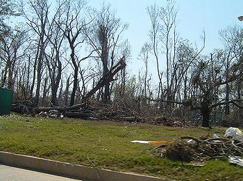 美国城市森林覆盖面积萎缩