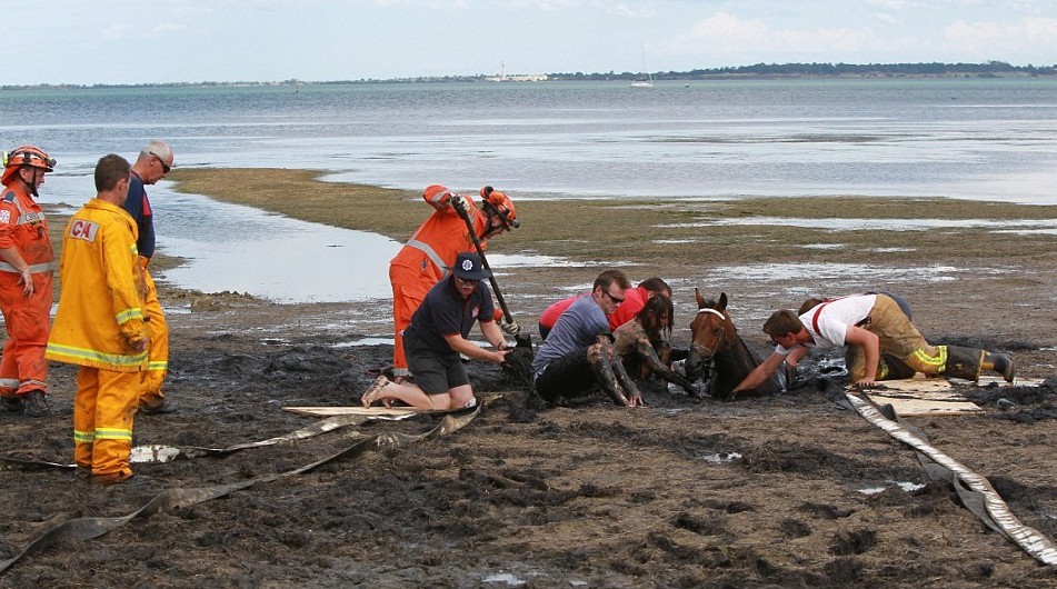 爱马陷入泥潭 澳大利亚妇女勇敢陪伴3小时至其获救