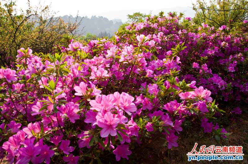 昆明黑龙潭公园杜鹃花开春意浓