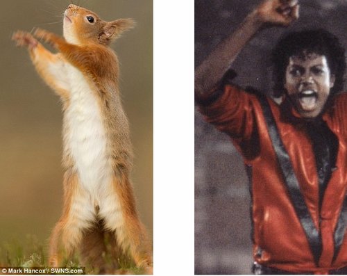 小松鼠高举双爪的动作像是在模仿摇滚天王杰克逊.