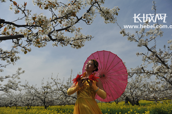 魏征故里梨花香晋州第七届梨花节掠影图