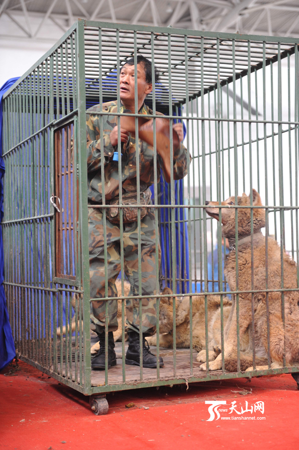 "西北训犬王"朱永胜表演与狼共舞.