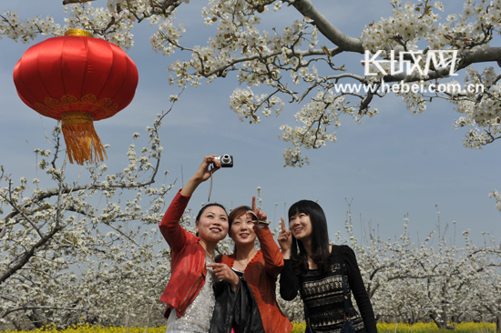 魏征故里梨花香晋州第七届梨花节掠影图