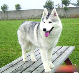 藏獒智商排名_狗狗智商排名(3)