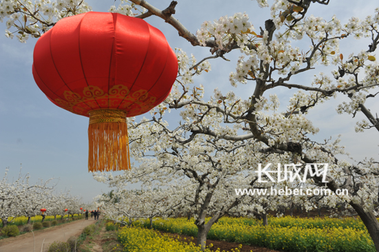 魏征故里梨花香晋州第七届梨花节掠影图
