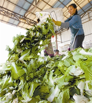 工人们将没用的残余菜叶统一堆到空地里,修好的蔬菜打包运到深圳