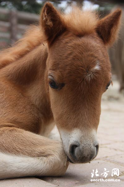 迷你马在津首次繁殖成功六一与游客见面