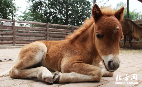 迷你马宝宝