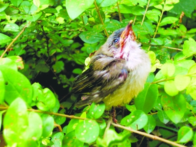 落地的小黄雀急待"妈妈"救助.