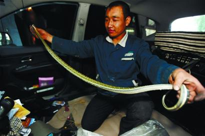 轿车大卸八块揪出黑眉锦蛇长度达两米图