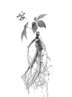 长白山人参怒放青藏高原