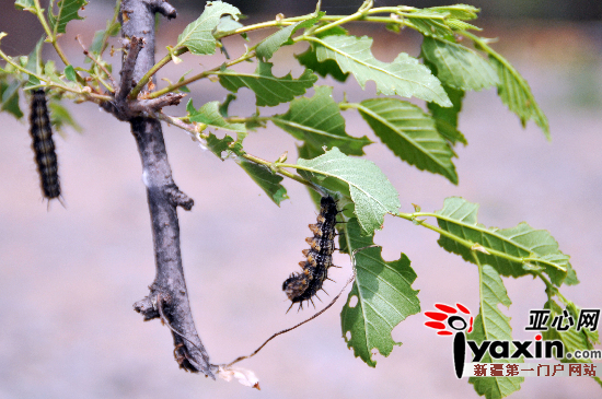 图为吃榆树的虫子.亚心网记者 李瑞 摄