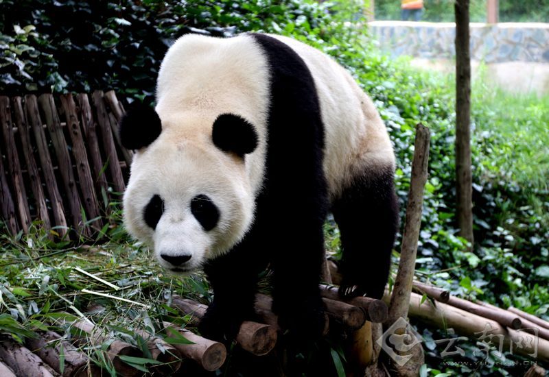 大熊猫芊芊16日返川近万市民冒雨送别高清